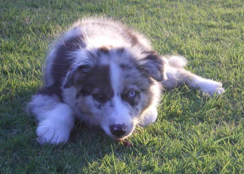 Scout near sundown